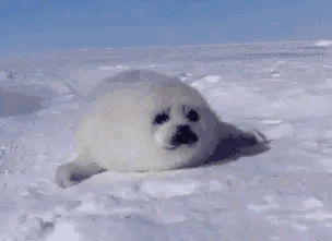 df3578888b4343c58610e9f2fc031292.gif